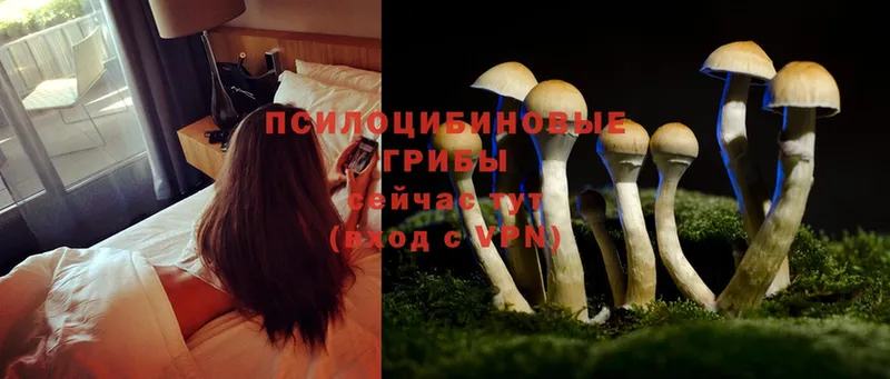 Псилоцибиновые грибы Psilocybe  где найти наркотики  Кисловодск 